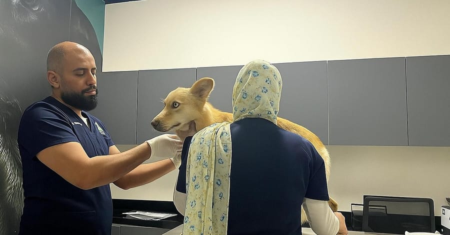 Full-Service Veterinary Solutions For Your Furry Friends Dubai other Shop Online at Dubai Trades 2