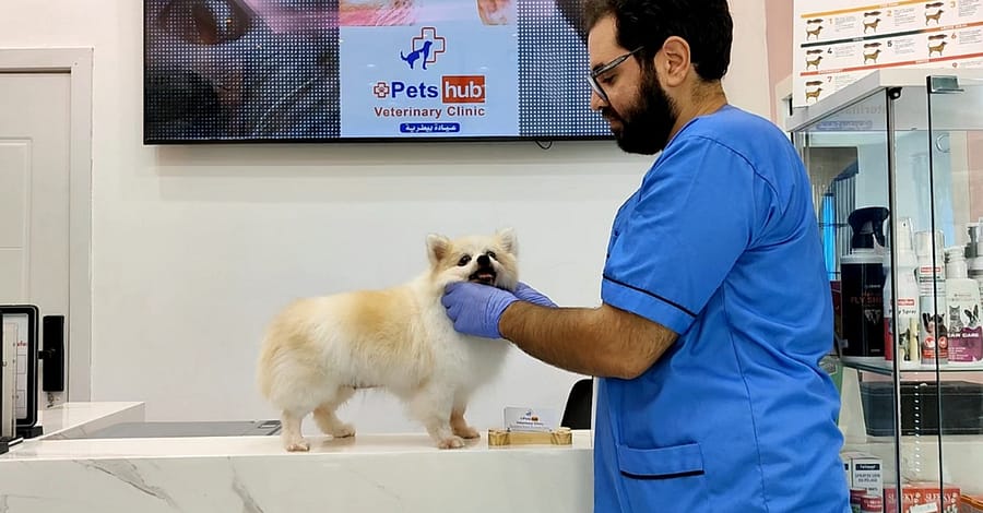 Annual Vaccination Or Full Dental Scaling For Cats & Dogs Dubai other Shop Online at Dubai Trades 2