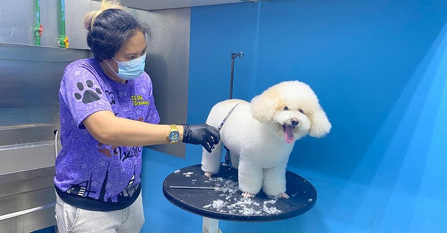 Cat Full Grooming, Small, Medium, Large Or Extra Large Size Dog Groom Dubai other Shop Online at Dubai Trades 2