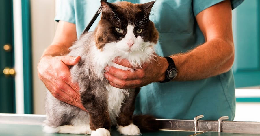 Choice Of Pet Medical Checkup, Examination & Deworming Dubai other Shop Online at Dubai Trades 2