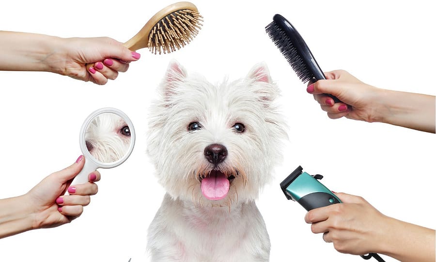 Treat Your Furry Friend To A Spa Day At Six Pawz Pet Grooming! Dubai other Shop Online at Dubai Trades 2